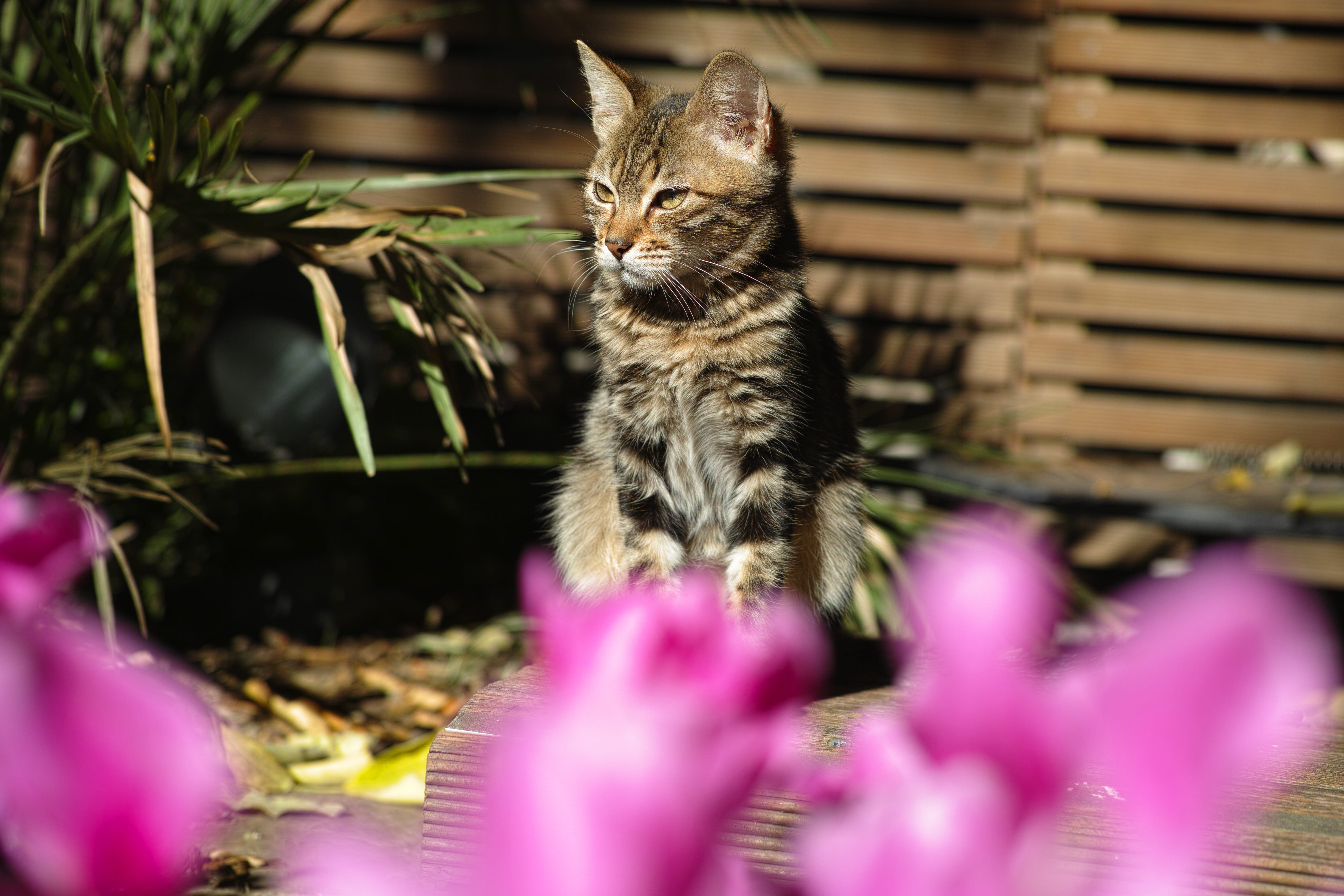 Открытие самых гостеприимных сообществ Дубая для вас и ваших питомцев